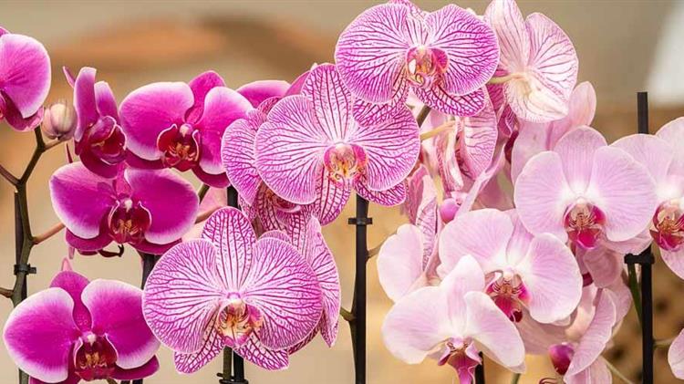 Ένας βοτανικός παράδεισος με ορχιδέες στο Πάρκο του Απολιθωμένου Δάσους