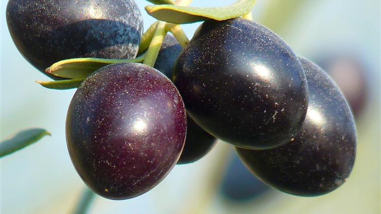 Αγροτικοί Συνεταιρισμοί Ελιάς Καλαμών: Να διασφαλίσουμε το προϊόν της Ελληνικής ελιάς καλαμών