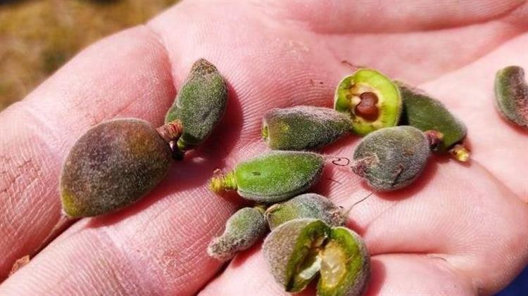 Τρεις Περιφερειάρχες ζητούν μέτρα στήριξης των αγροτών που επλήγησαν από τον παγετό