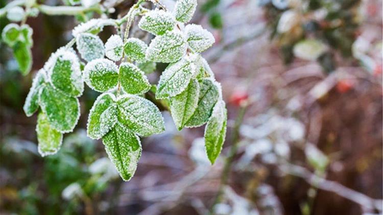 Ολική καταστροφή στις αγροτικές καλλιέργειες Πέλλας και Ημαθίας λόγω παγετού - Τι ζητούν οι αγρότες