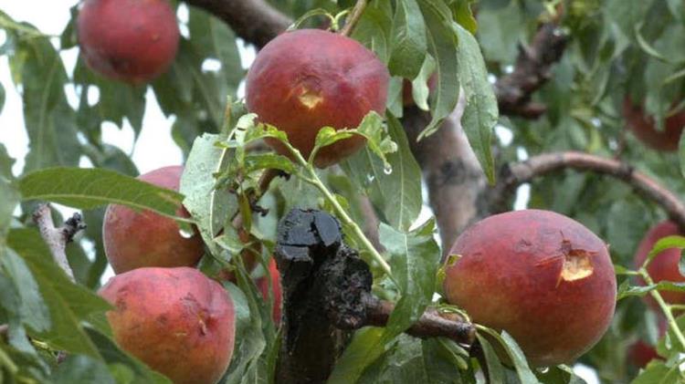 Ειρηνούπολη Ημαθίας: SOS από τους παραγωγούς - Κηρύξτε την περιοχή σε έκτακτη ανάγκη