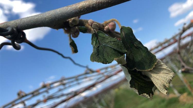Λάκης Βασιλειάδης: Ολική καταστροφή από νέο παγετό