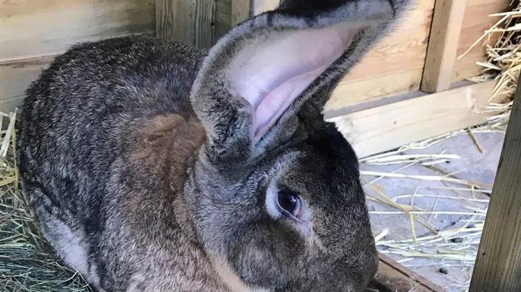 Έκλεψαν από το σπίτι του το «μεγαλύτερο κουνέλι του κόσμου»