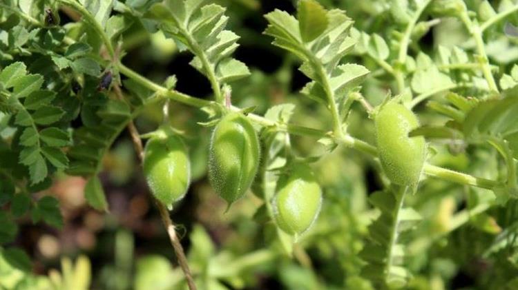 Ασθένειες στα ρεβίθια