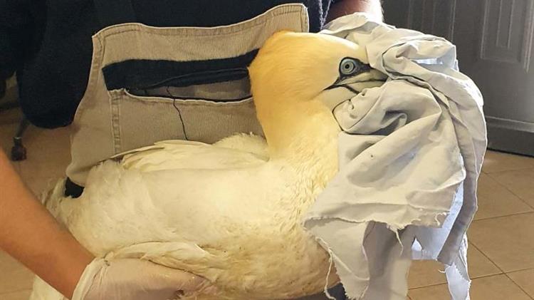 Θεσσαλονίκη: Μία Σούλα, ένα σπάνιο θαλασσοπούλι, για περίθαλψη στη Δράση για την Άγρια Ζωή