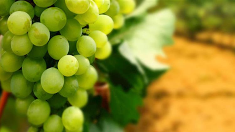 Εξαγωγές: Σημαντικές απώλειες καταγράφει το επιτραπέζιο σταφύλι