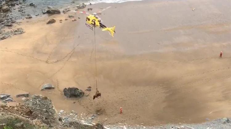 Ισπανία: Εντυπωσιακή διάσωση από αέρος ενός ταύρου 800 κιλών, που είχε εγκλωβιστεί σε παραλία