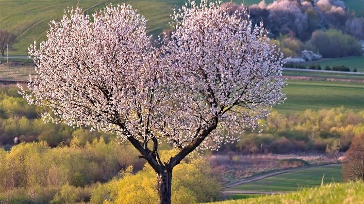 Μονίλια κερασιάς
