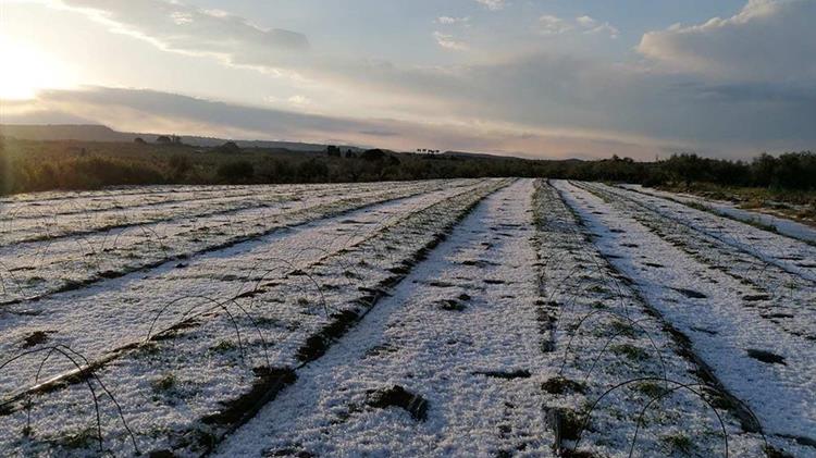 Οι καταστροφές από την χαλαζόπτωση στην Τριφυλία στο επίκεντρο Π. Νίκα – Σ. Λιβανού