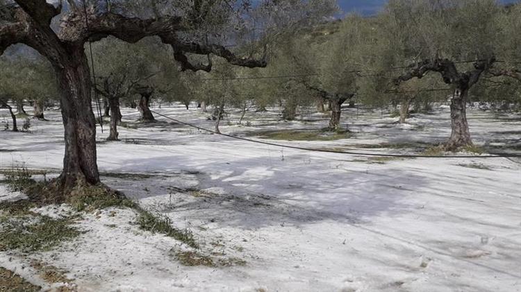 Καταστροφή παραγωγής ελιών από χαλάζι σε κοινότητα Δήμου Σπάρτη