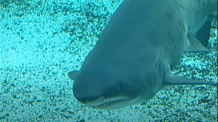 Πέθαναν ξαφνικά οι δύο ταυροκαρχαρίες του Ενυδρείου Κρήτης