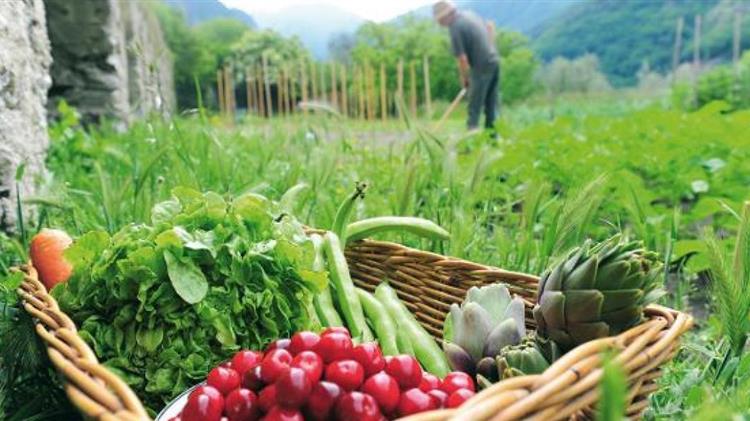 Από το αγρόκτημα στο πιάτο: Συνεχίζεται η μείωση της χρήσης χημικών φυτοφαρμάκων στην ΕΕ