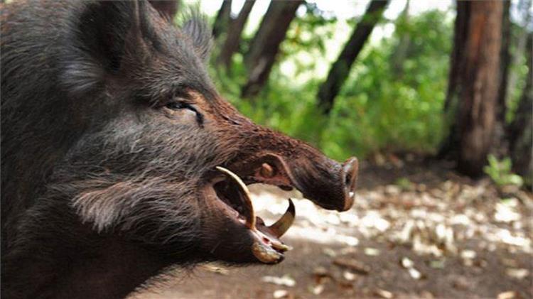 ΑΚΚΕΛ προς υφυπουργό Αμυρά: Τώρα θυμηθήκατε τους κυνηγούς  για να κυνηγήσουν αγριογούρουνα;