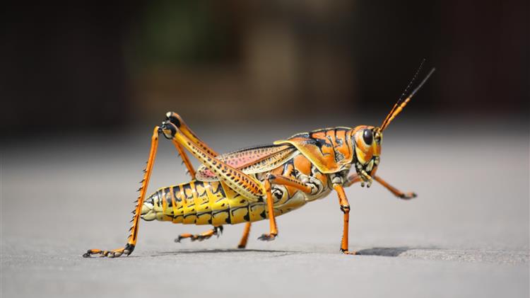 Θεσσαλονίκη: Βρείτε τα έντομα που είναι... alien