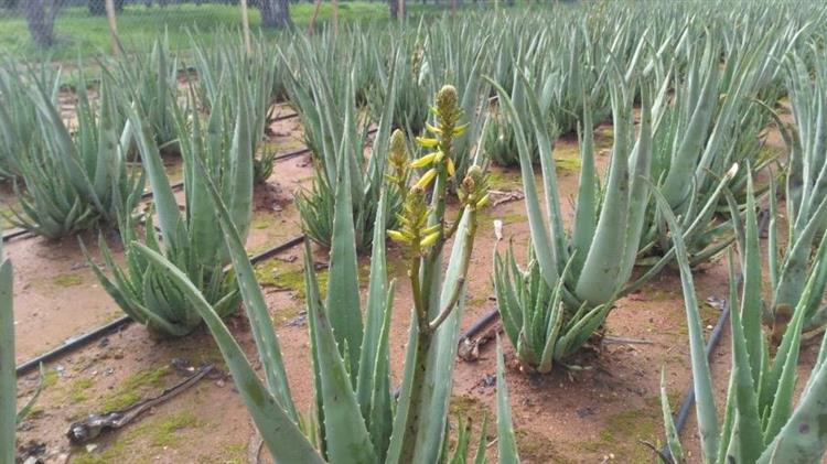 Αλόη: Ευρωπαϊκή αγορά και ελληνική παραγωγή