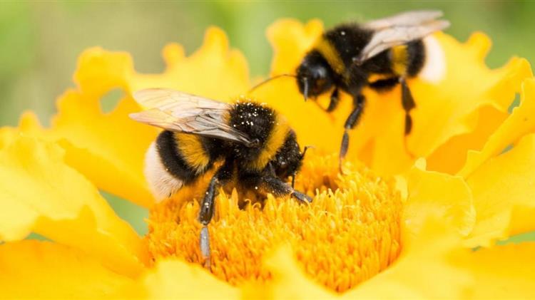 Προσοχή στους ψεκασμούς λόγω μελισσών