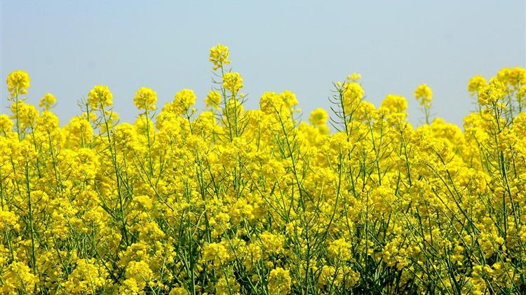 Η μεταποίηση ελαιοκράμβης στην ΕΕ πέφτει σε χαμηλό τριών ετών
