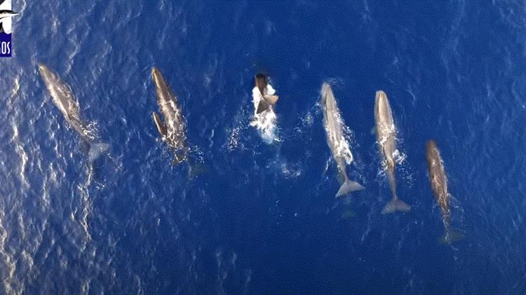 Φάλαινες ταΐζουν τα μικρά τους στο Ιόνιο Πέλαγος
