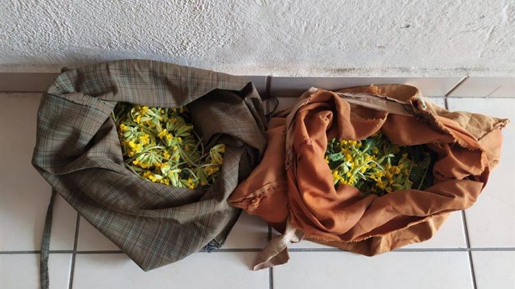 Σύλληψη δυο αλλοδαπών για παράνομη συλλογή αρωματικών φυτών στην Καστοριά