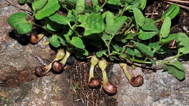 Ανακαλύφθηκε μοναδικό στον κόσμο λουλούδι της Ελλάδας που μυρίζει παραπλανητικά σαν…ψόφιο έντομο