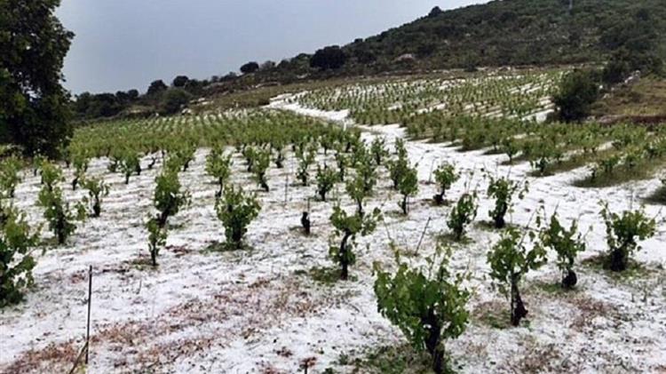 Ζημιές στην καλλιέργεια της ρομπόλας στην Κεφαλονιά από την ισχυρή χαλαζόπτωση