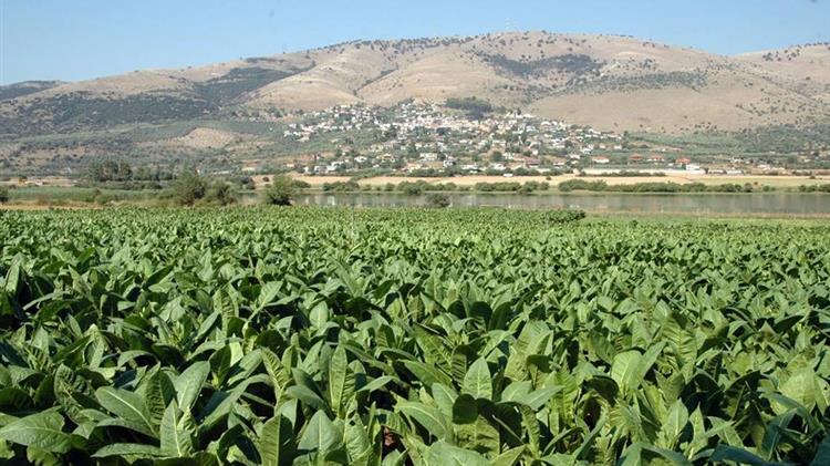 Σύσταση Ομάδας Εργασίας για τη μελέτη της επίδρασης των ακραίων καιρικών φαινομένων στα καπνά της Ροδόπης