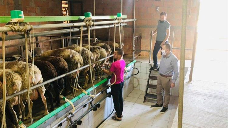 B. Κόκκαλης: Αδικαιολόγητες οι καθυστερήσεις στις επιδοτήσεις κτηνοτρόφων