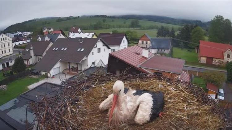 Τσεχία: Ένα χωριό βοηθά να μεγαλώσουν τέσσερις μικροί πελαργοί, μετά τον θάνατο της μητέρας τους