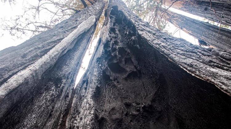 ΗΠΑ: Ένα γιγάντιο δέντρο σεκόγια εξακολουθεί να καίγεται από το καλοκαίρι του 2020