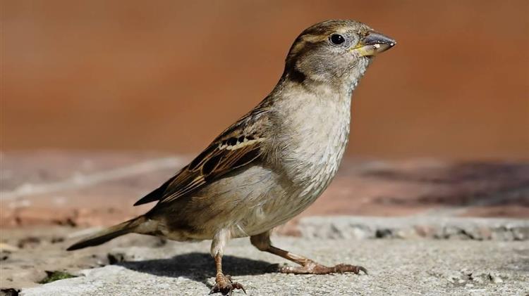 Υπάρχουν περίπου 50 δισ. πουλιά στη Γη και τα σπουργίτια είναι το πολυπληθέστερο είδος