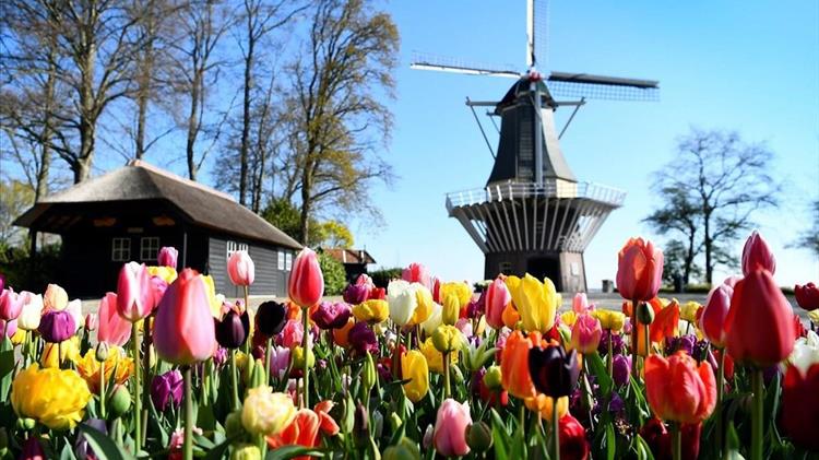 Υπαίθριο μουσείο με πολύχρωμες τουλίπες