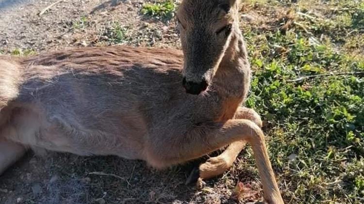 Τραυματισμένο ζαρκάδι βρέθηκε σε περιοχή της Καστοριάς