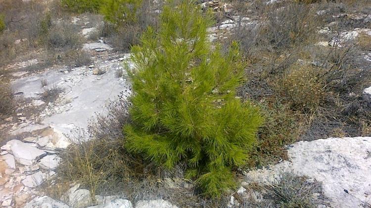 Β. Αποστόλου: Τινάζουν στον αέρα τις αναδασώσεις της Πάρνηθας