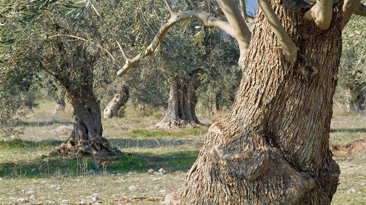 Για την ζημιά των ελαιοπαραγωγών έχουν μεγάλη ευθύνη οι Μητσοτάκης και Λιβανός
