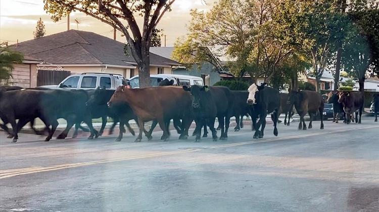 Το έσκασαν από το σφαγείο 40 αγελάδες «επαναστάτριες»