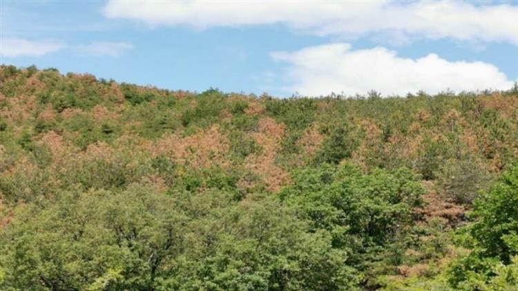 Πυρκαγιές και φυσικές καταστροφές: Εκ βάθρων αλλαγές με το Ταμείο Ανάκαμψης