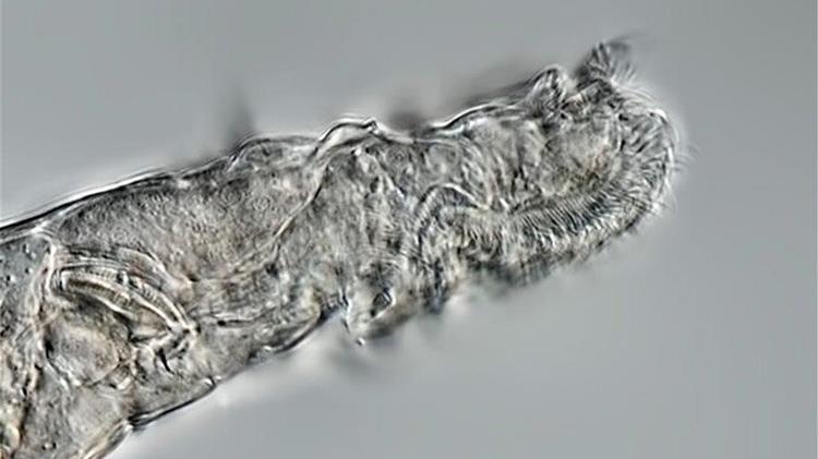 Ένα μικροσκοπικό ζώο "αναστήθηκε" αφού άντεξε επί 24.000 χρόνια σε συνθήκες "κατάψυξης" στη Σιβηρία