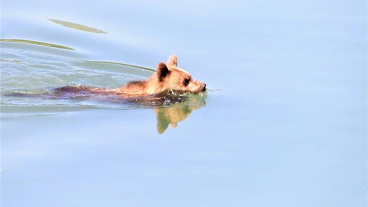 Καστοριά: Η ζέστη της.. αρκούδας!