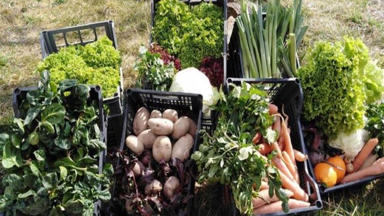 Θεσσαλονίκη: Εργασιακή επανένταξη για απεξαρτημένους μέσα από ένα κοφίνι με λαχανικά!