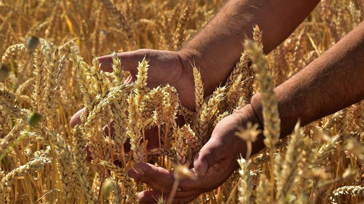 USDA: Χαμηλές «πτήσεις» σε καλαμπόκι, σιτάρι και σόγια