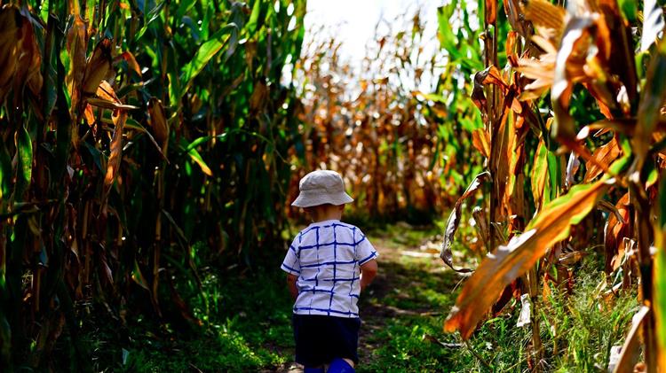 Οπεκεπε: Ποιοι δικαιούνται επιδότηση από το εθνικό απόθεμα για το 2021