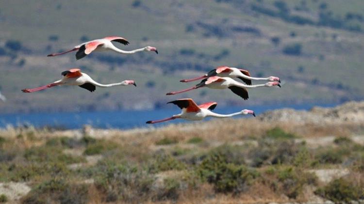 Μυτιλήνη: Πρωινές εξορμήσεις παρατήρησης πουλιών