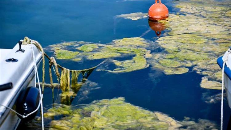 «Πράσινη παλίρροια» ρυπαίνει τον Αμβρακικό και προκαλεί έντονη δυσοσμία