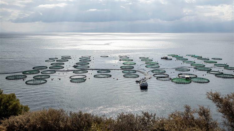 Τα κράτη-μέλη της Ε.Ε. κρατούν το κλειδί για την ανάπτυξη της υδατοκαλλιέργειας