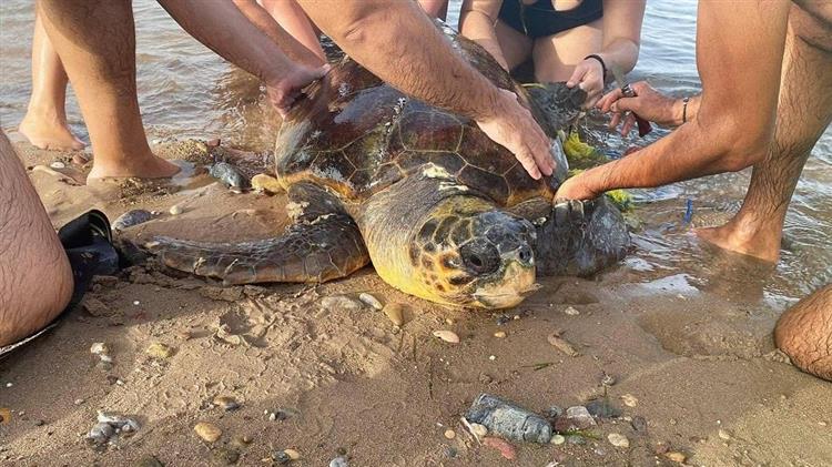 Σητεία: Έσωσαν χελώνα Καρέτα – Καρέτα που είχε μπλεχτεί σε δίχτυα