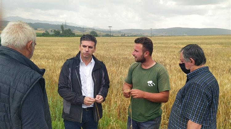 Ελασσόνα: Καταστροφές σε σιτηρά