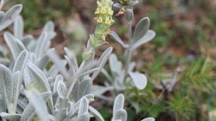 «Ανάδειξη του φυτικού πλούτου και ενίσχυση της γεωργικής παραγωγής και της μεταποίησης μέσω της επιστημονικής έρευνας»