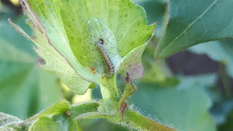Βαμβάκι: Αντιμετώπιση της 1ης γενιάς του πράσινου σκουληκιού