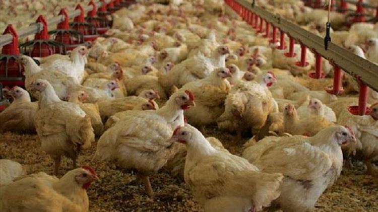 Kίνα: Καταγράφηκε το πρώτο κρούσμα του στελέχους H10N3 της γρίπης των πτηνών σε άνθρωπο