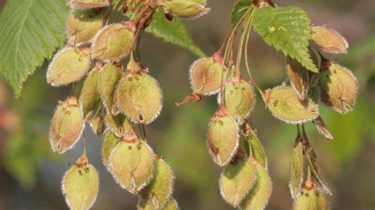 «Θύματα του εντόμου Galerucella έπεσαν οι φτελιές στο κέντρο της Θεσσαλονίκης»